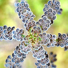 Magic Mixed Kalanchoe Longevity Flower Plant Seeds for reliable seasonal color