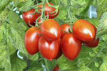 Mini Beefsteak Tomato Seeds (Solanum lycopersicum) for a reliable harvest in the Patio Urban Grow Spaces