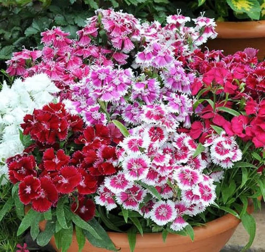 Dianthus Bartn mix colorful hardy flower seeds