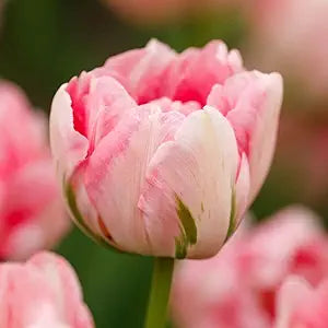 Double Tulip Seeds â€“ Lush Petal Layers in Vibrant Spring Colors