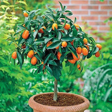 M Lange De Graines De Fruits Comibilites Rare Et Exotiques Tropicaux Paquet De  Ornamental Garden Plant Premium Quality Seeds