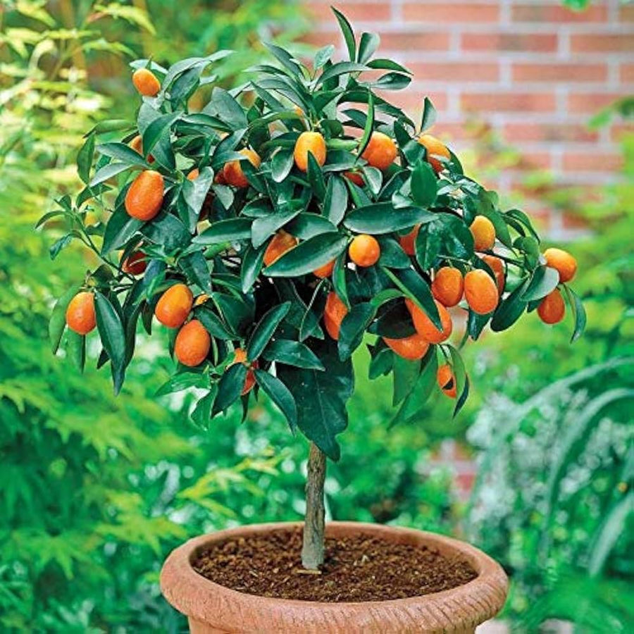 M Lange De Graines De Fruits Comibilites Rare Et Exotiques Tropicaux Paquet De  Ornamental Garden Plant Premium Quality Seeds
