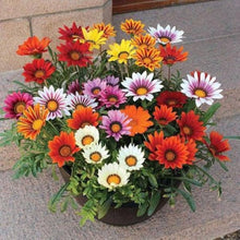Gazania Daybreak Series mix flower Seeds known for sun-loving annual color