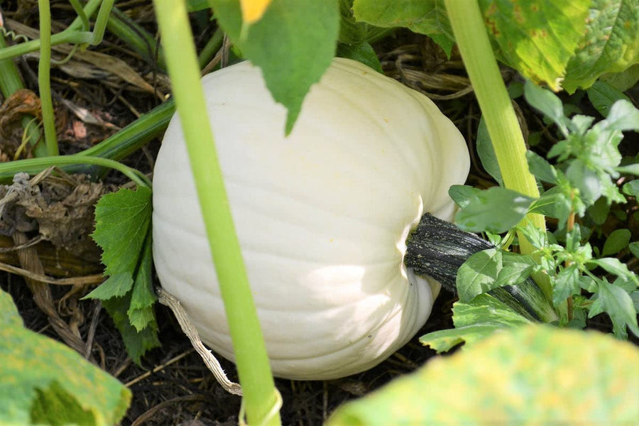 White Cushaw pumpkin seeds smooth variety