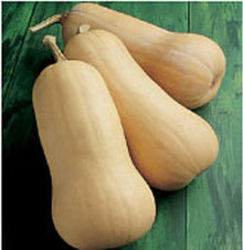 Narragansett F hybrid butternut squash seeds