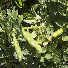 Fava Bean Seeds known for vegetable Edible Landscaping