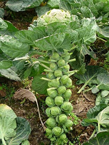 Brussels Sprouts Seeds (Brassica oleracea) for a bright addition to the kitchen garden and planting