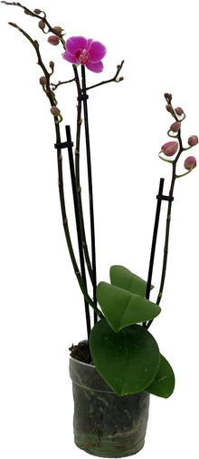 Orchid Seeds (Orchidaceae spp.) for colorful blooms in the Flower Bed & Garden