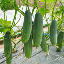 Cucumber vegetable Seeds (Cucumis sativus) for a reliable harvest in the kitchen garden beds or vertical garden setups