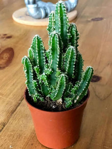Peruvian Apple Cactus Seeds (Cereus repandus) for sweet homegrown fruit in the Desert Indoor Pots
