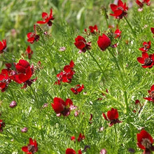 Pheasant's Eye ��������� Adonis aestivalis ��������� for planting in summer flower beds