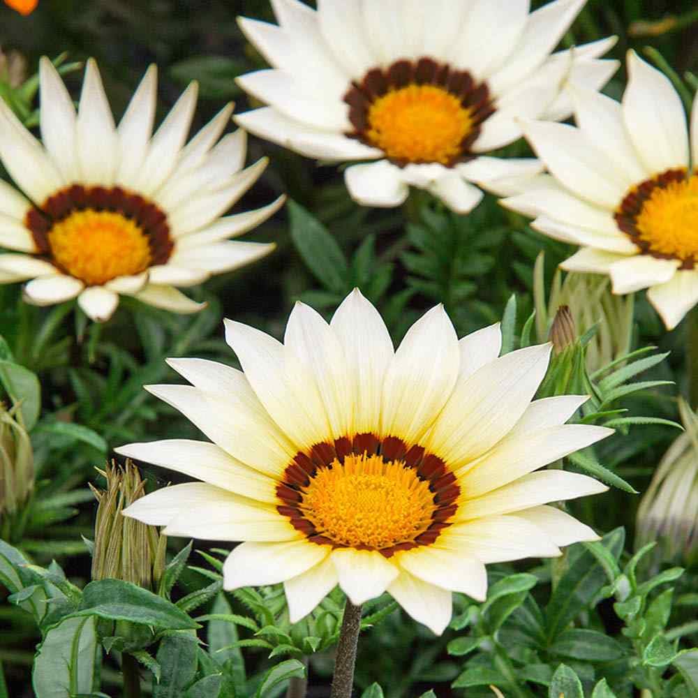 Gazania Daybreak White seeds â€“ drought-tolerant white flowering annual