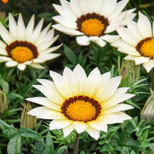Gazania Daybreak White seeds â€“ drought-tolerant white flowering annual