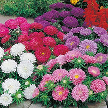 Dwarf Queen Mix Aster Seeds for a lasting display in the flower bed