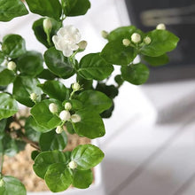 Jasmine Jasminum Sambac White Seeds for colorful blooms in the Garden Indoor Pots