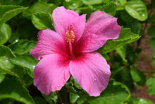 Hibiscus Rosa-Sinensis Seeds for a colorful addition to any planting