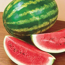 Triple Crown Watermelon Seedless Seeds for growers stocking the summer gardens and backyard harvests