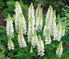 Lupin Lupinus Polyphyllus White Russell Seeds known for cottage Vertical Accents
