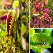 Venus Flytrap Seeds (Dionaea muscipula) for a lasting display in the home garden display