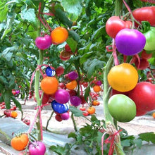 Jungjongjin Rainbow Tomato Seeds for growers stocking a kitchen garden