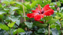 Hibiscus Seeds (Hibiscus spp.) for growers filling out the Tropical Garden