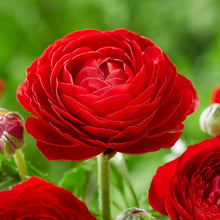 Rouge Ranunculus Seeds (Ranunculus asiaticus) for growers filling out the Flower Bed