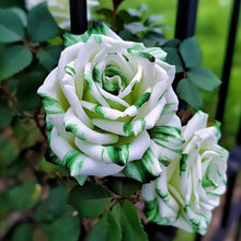 Rose Rosa Spp. Seeds for a bright addition to the Home Flower Bed