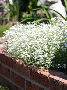 White Gypsophila Paniculata Starry Flower Garden Seeds for reliable seasonal color