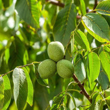 Evergreen Walnut Velvet Organic Non-GMO Fruit Nut Tree Bonsai Seeds for sweet homegrown fruit in the Your Garden