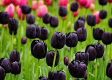 Plant Seeds (Double tulip) for growers filling out the garden beds or colorful balcony planters