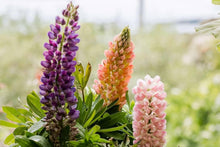 Lupine Seeds for growers filling out the Lupinus garden flower bed