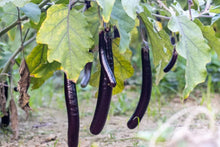 Hangzhou Red Long Eggplant Seeds for a fresh homegrown crop from the Tasty, Edible Garden Crops