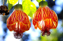 Abutilon Seeds (Abutilon hybridum) for growers filling out the backyard garden or patio pots