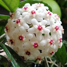 Hoya Bonsa in a Pot, Hoya Carnosa Flower, Bonsa, Garden Plants, Perennial Plants, Indoor Plants  Ornamental Garden Plant for Home Gardening