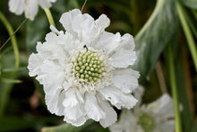 Pure White Scabiosa Seeds for reliable seasonal color