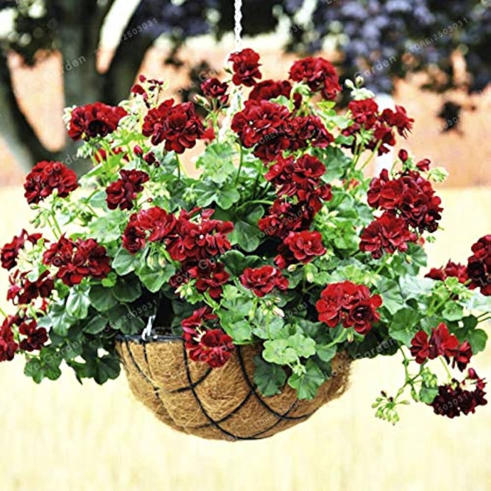 Geranium Pelargonium hortorum Saturn Frosty Rose Spring flower seeds for planting in home garden containers - for planting in home garden