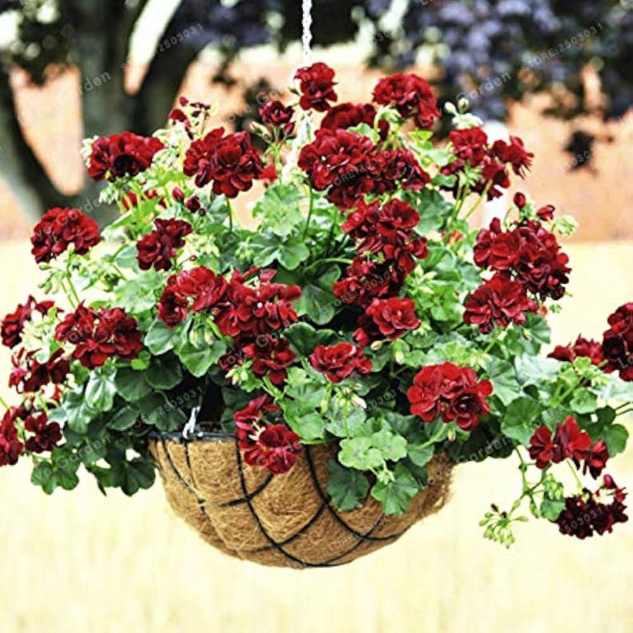 Geranium Pelargonium hortorum Saturn Frosty Rose Spring flower seeds for planting in home garden containers - for planting in home garden