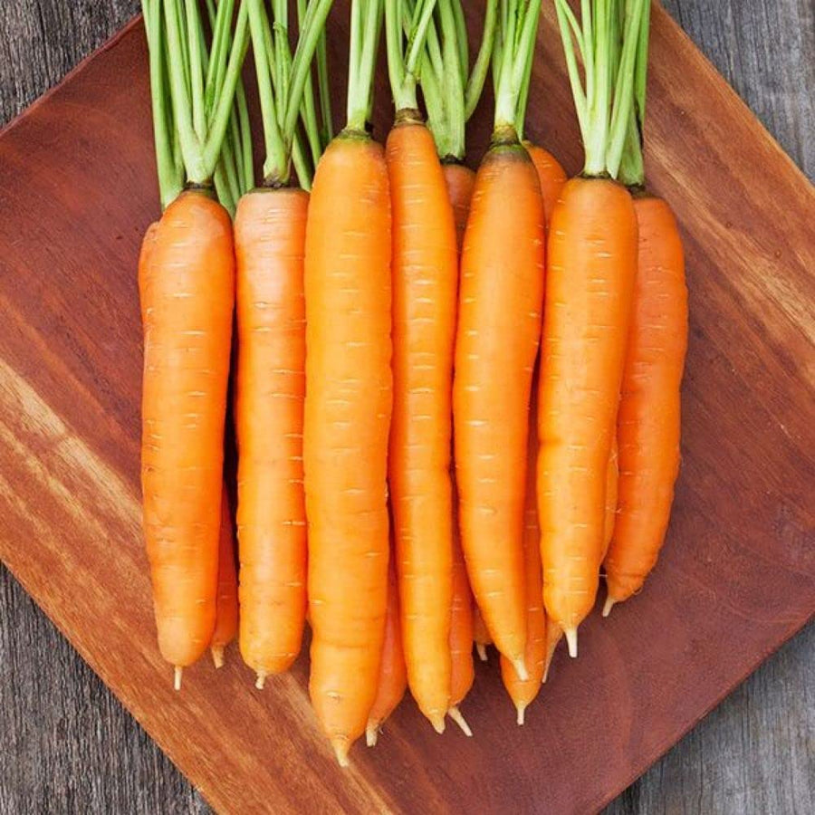 Moonraker Carrot Seeds for growers stocking a kitchen garden