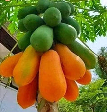 Dolce Maradold Papaya Seeds for growers wanting a homegrown harvest