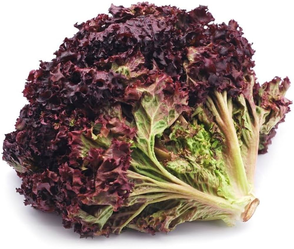 Lollo Rossa Darky lettuce seeds (Lactuca sativa) for kitchen garden planting