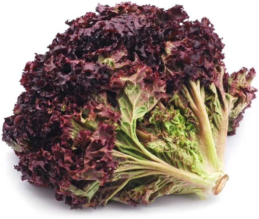 Lollo Rossa Darky lettuce seeds (Lactuca sativa) for kitchen garden planting