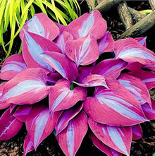 Hosta Flowering Plant Seeds for a bright addition to the Shade Garden Beauty