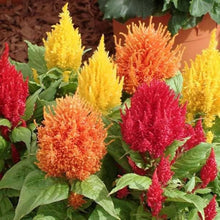 Celosia Seeds (Celosia argentea) for a bright addition to the flower beds and container gardens