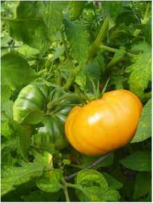 Kellogg’s Breakfast Tomato Seeds (Solanum lycopersicum) for home growers seeking a reliable harvest