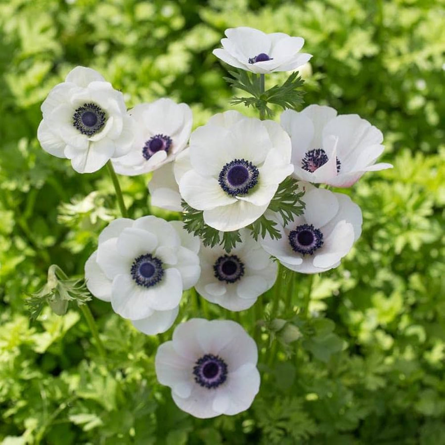Canada Windflower ��������� Anemone canadensis ��������� for planting in shade gardens