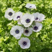 Anemone Seeds (Anemone coronaria) for growers filling out the flower borders and spring gardens
