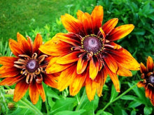 Black-eyed Susan flower Seeds (Rudbeckia hirta) for a lasting display in the sunny flower beds and cottage gardens