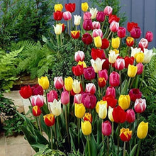 Tulip Tulipa gesneriana flower seeds for planting in home garden and container beds - for planting in home garden