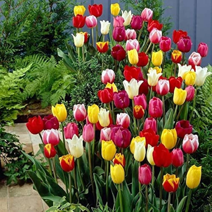 Tulip Tulipa gesneriana flower seeds for planting in home garden and container beds - for planting in home garden
