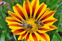 Gazania Gazania Rigens Seeds for colorful blooms in the Sunny Garden Containers